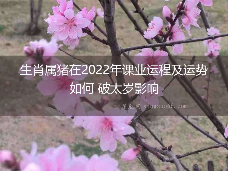 生肖屬豬在2022年課業運程及運勢如何 破太歲影響