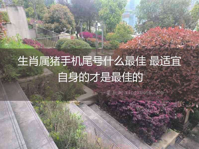 生肖屬豬手機尾號什么最佳 最適宜自身的才是最佳的