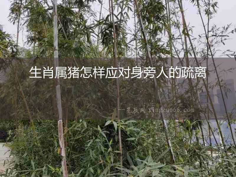 生肖屬豬怎樣應對身旁人的疏離