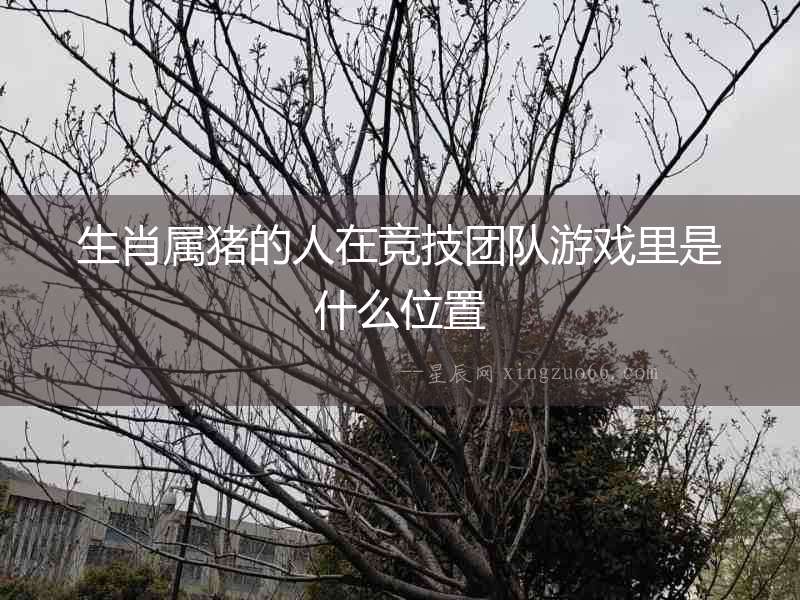 生肖屬豬的人在競技團隊游戲里是什么位置