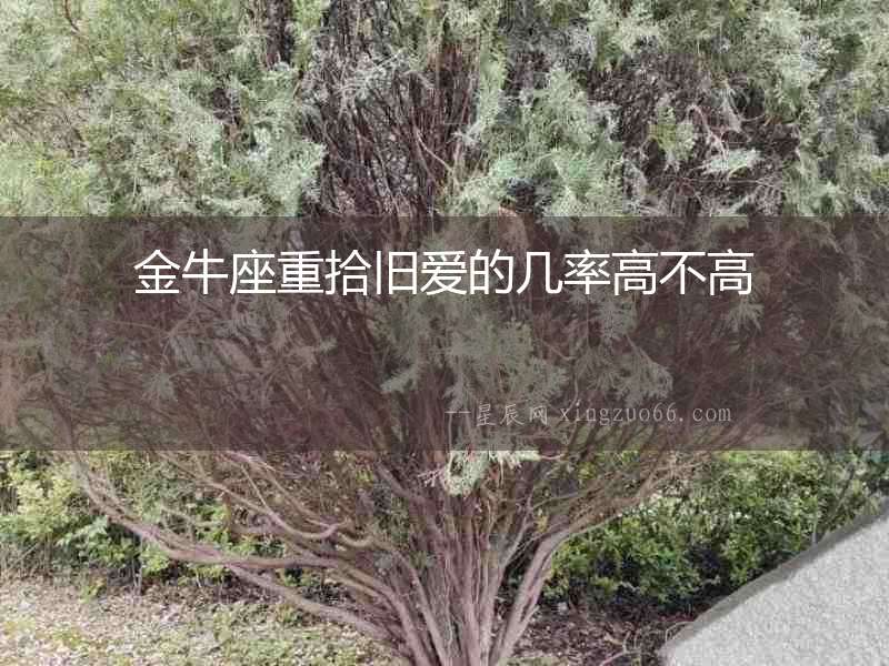 金牛座重拾舊愛的幾率高不高