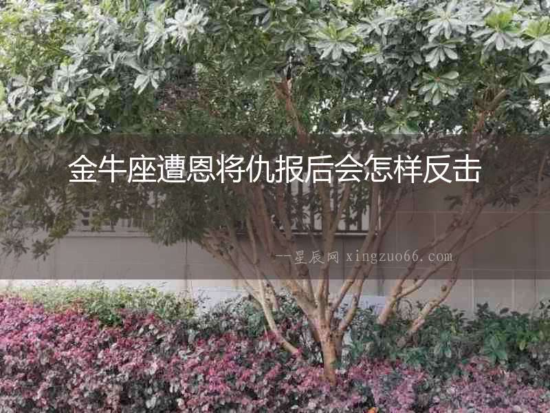 金牛座遭恩將仇報后會怎樣反擊