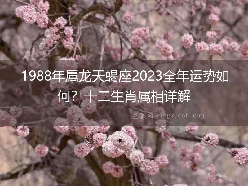1988年屬龍?zhí)煨?023全年運勢如何？十二生肖屬相詳解
