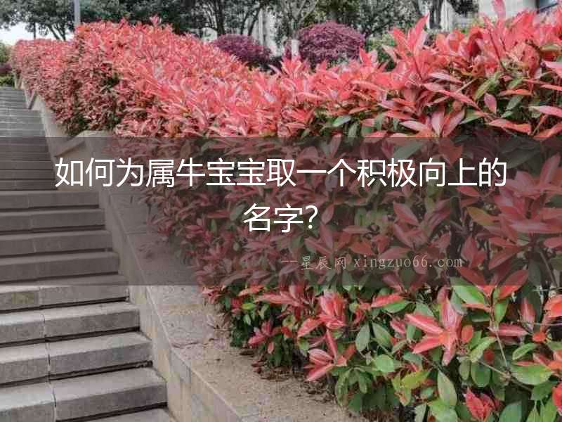 如何為屬牛寶寶取一個積極向上的名字？