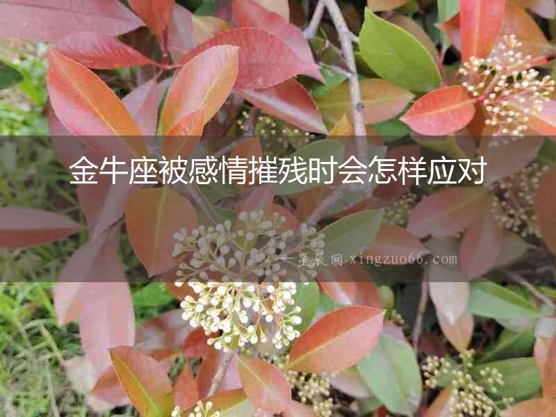 金牛座被感情摧殘時會怎樣應對