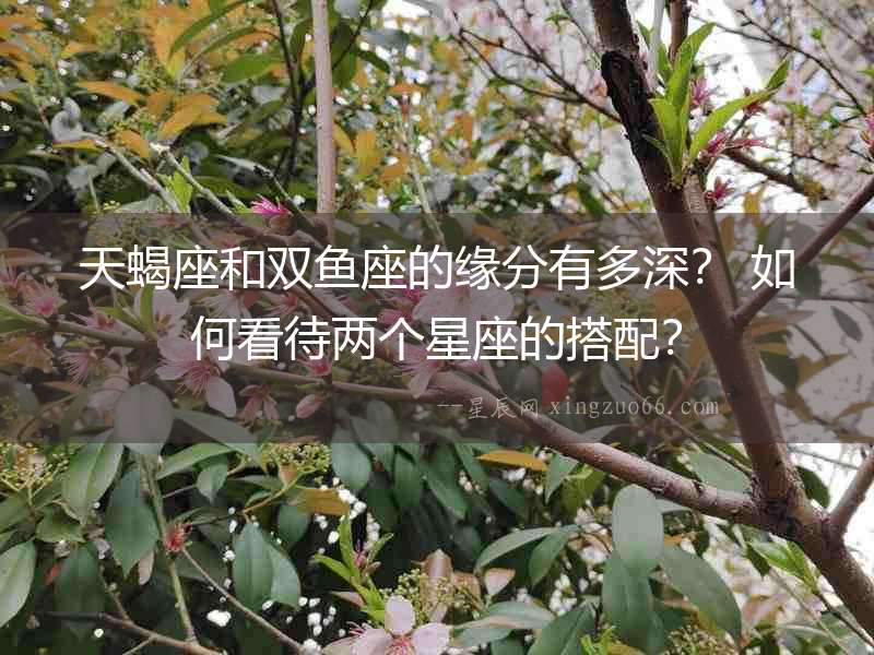 天蝎座和雙魚座的緣分有多深？ 如何看待兩個星座的搭配？