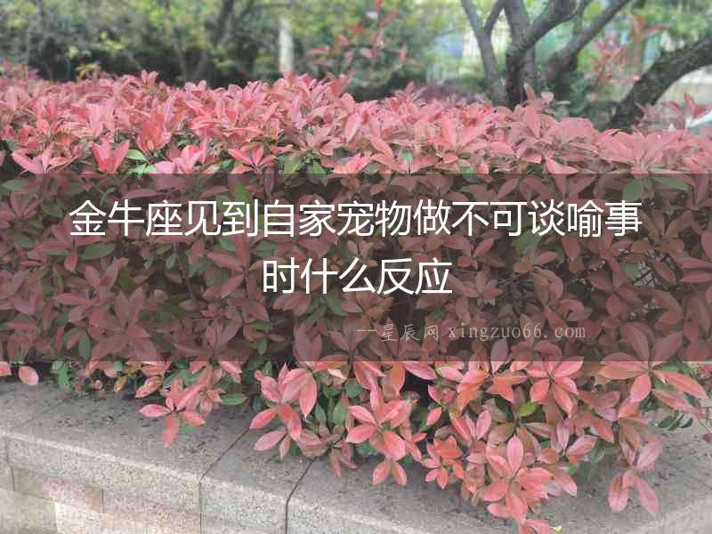 金牛座見到自家寵物做不可談喻事時什么反應