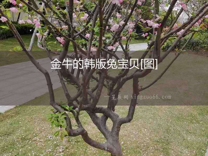 金牛的韓版兔寶貝[圖]