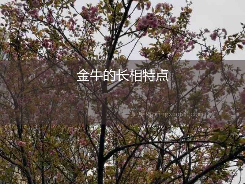 金牛的長相特點