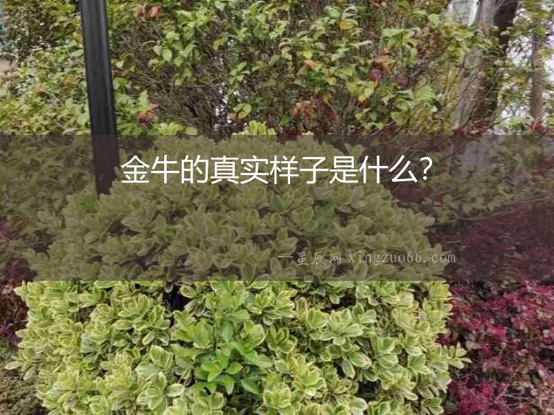 金牛的真實樣子是什么？