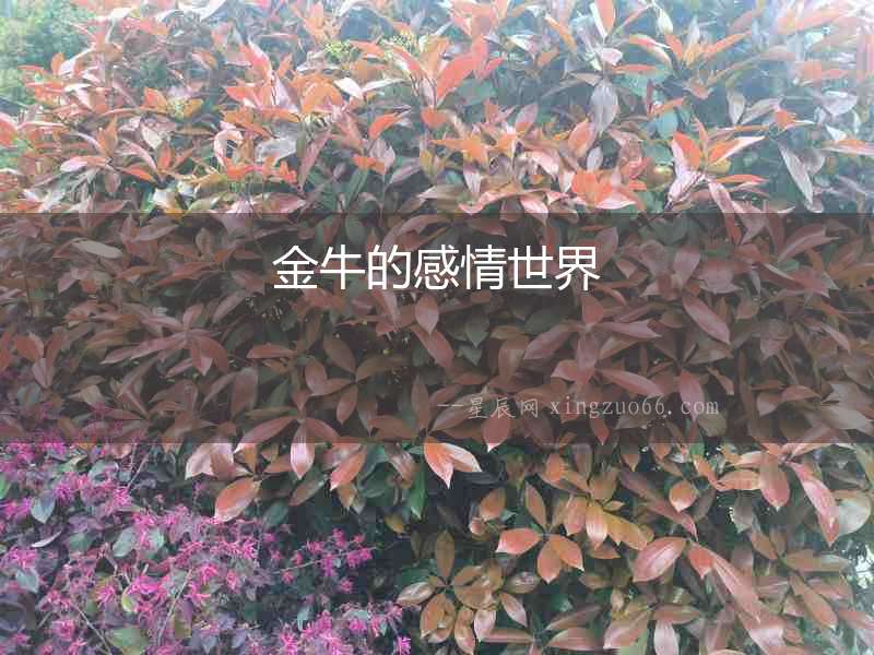 金牛的感情世界