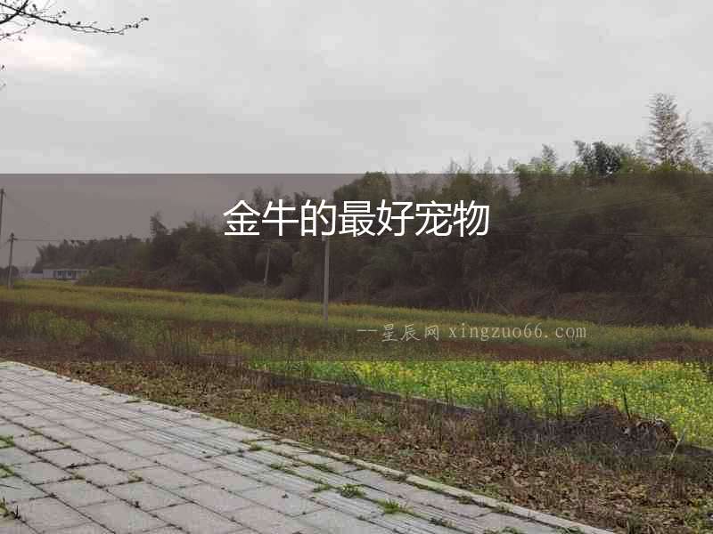 金牛的最好寵物