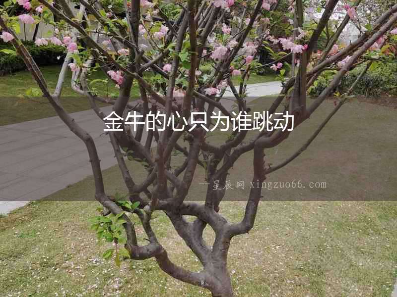 金牛的心只為誰(shuí)跳動(dòng)