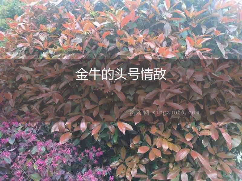 金牛的頭號情敵