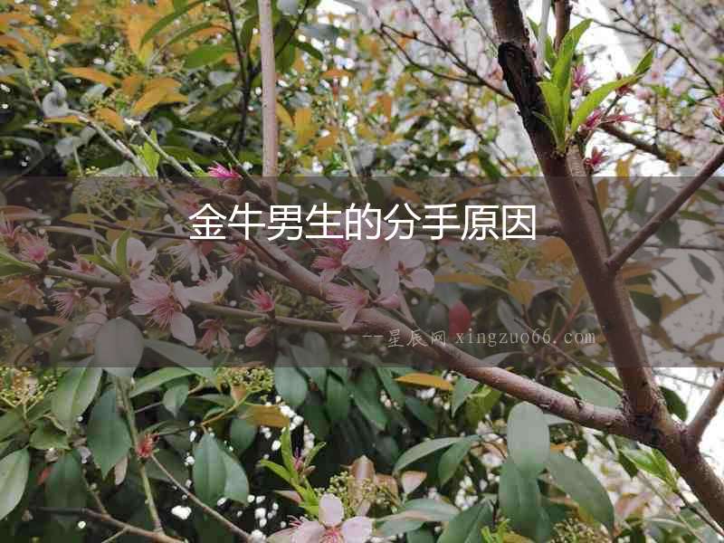 金牛男生的分手原因