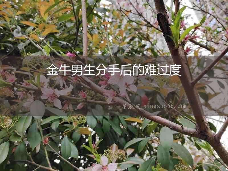 金牛男生分手后的難過度