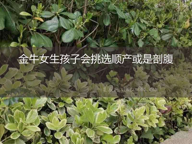 金牛女生孩子會挑選順產或是剖腹