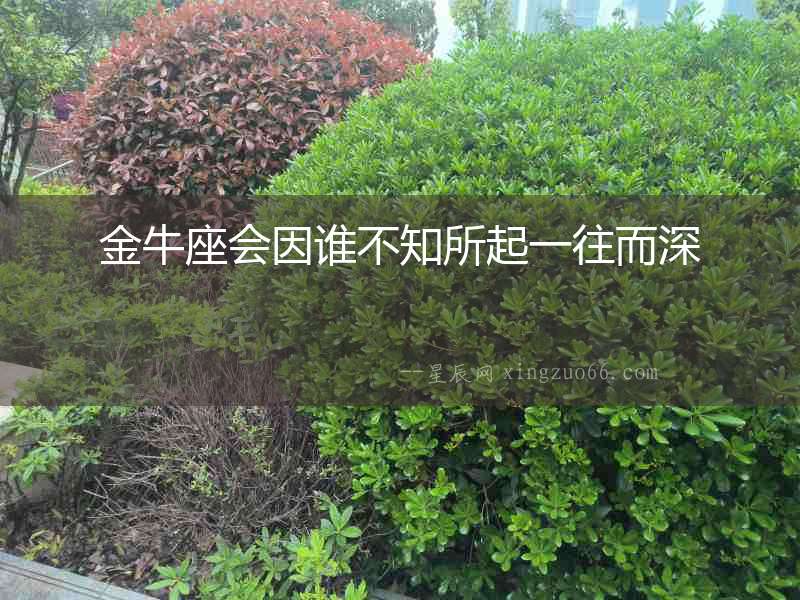 金牛座會因誰不知所起一往而深