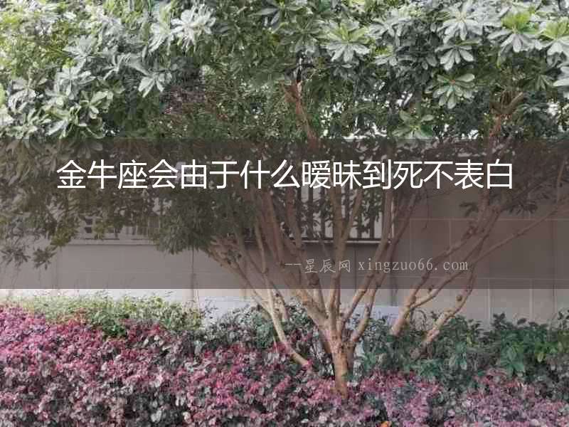 金牛座會由于什么曖昧到死不表白