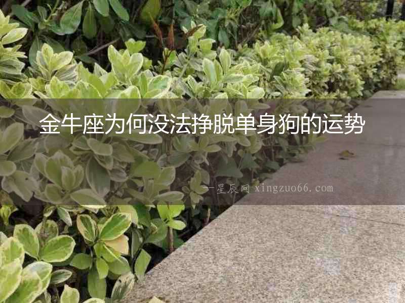 金牛座為何沒法掙脫單身狗的運勢
