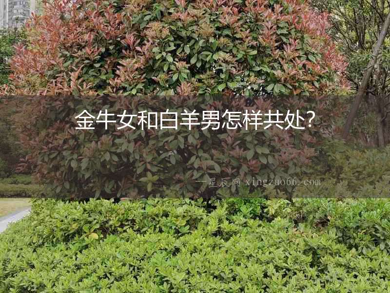 金牛女和白羊男怎樣共處？