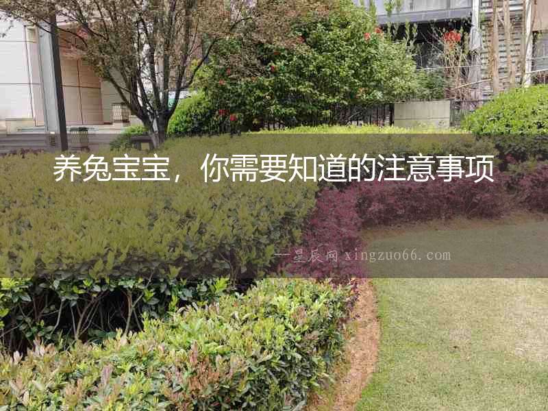 養兔寶寶，你需要知道的注意事項