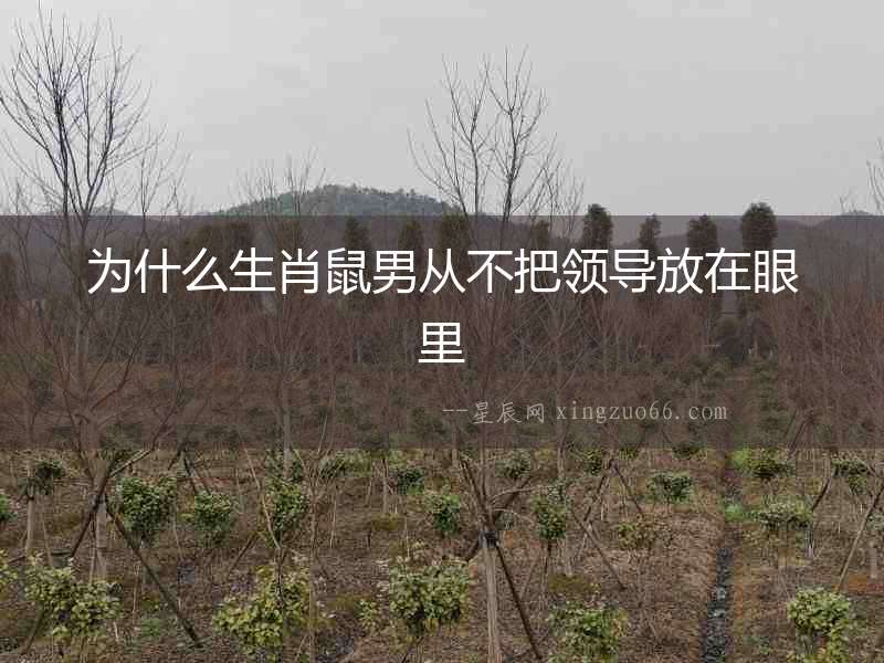 為什么生肖鼠男從不把領導放在眼里