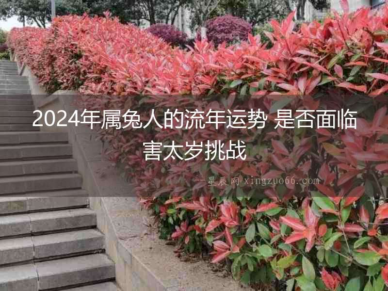 2024年屬兔人的流年運(yùn)勢 是否面臨害太歲挑戰(zhàn)
