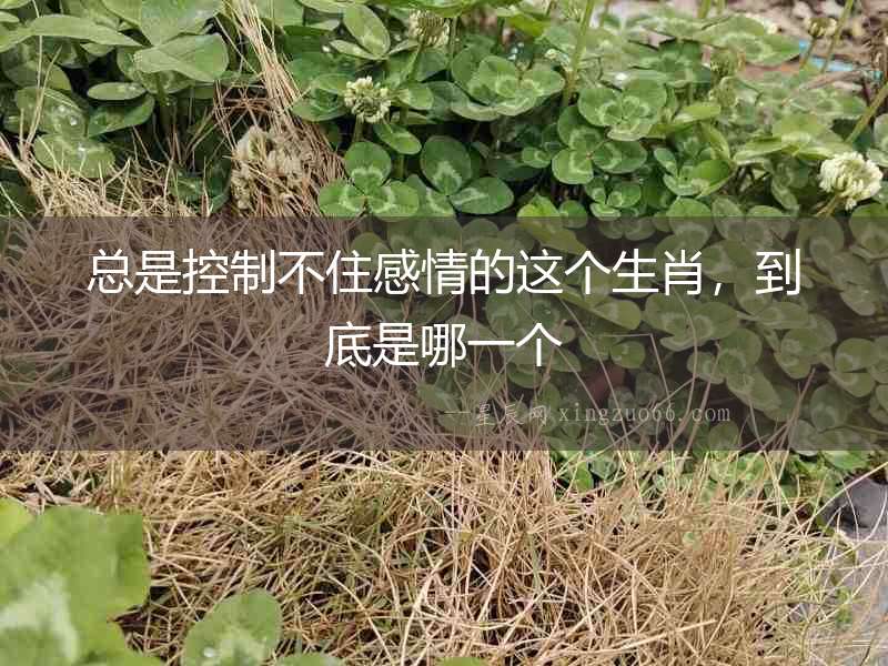 總是控制不住感情的這個(gè)生肖，到底是哪一個(gè)