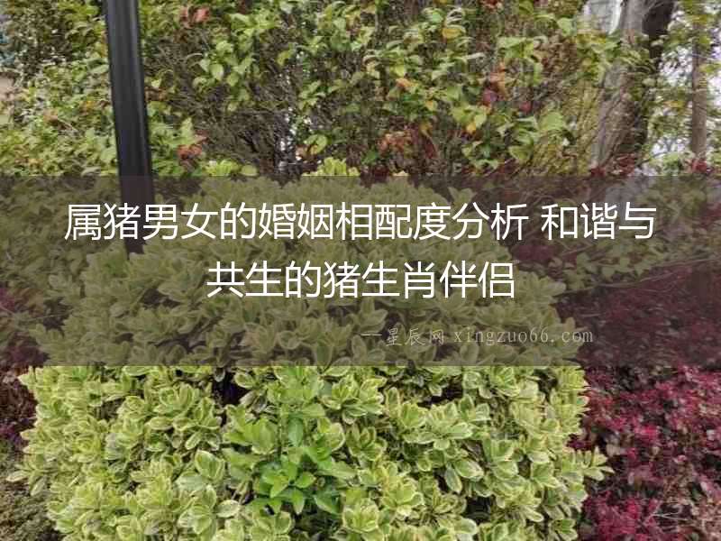 屬豬男女的婚姻相配度分析 和諧與共生的豬生肖伴侶