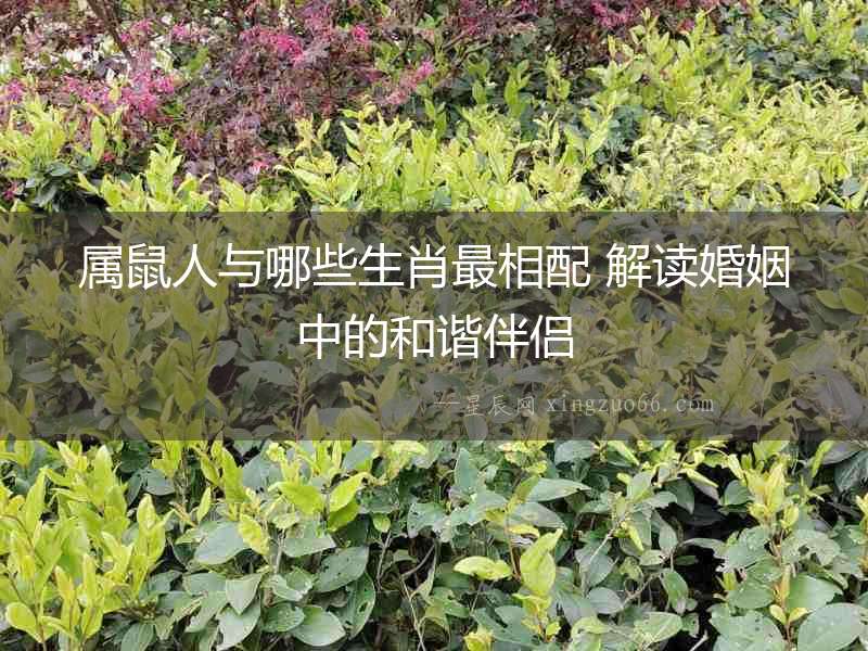 屬鼠人與哪些生肖最相配 解讀婚姻中的和諧伴侶