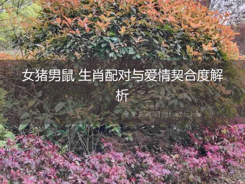 女豬男鼠 生肖配對與愛情契合度解析