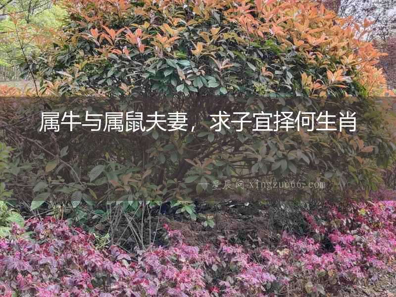 屬牛與屬鼠夫妻，求子宜擇何生肖