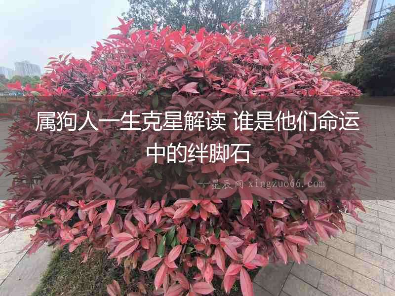 屬狗人一生克星解讀 誰是他們命運中的絆腳石