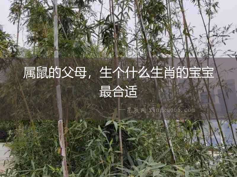 屬鼠的父母，生個什么生肖的寶寶最合適