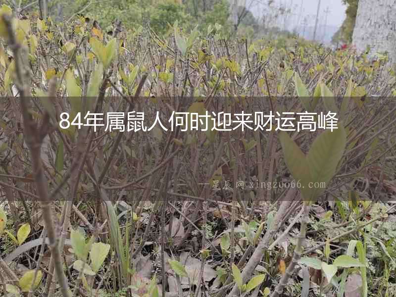 84年屬鼠人何時迎來財運高峰