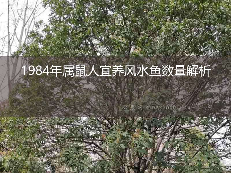 1984年屬鼠人宜養(yǎng)風(fēng)水魚數(shù)量解析