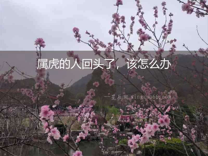 屬虎的人回頭了，該怎么辦