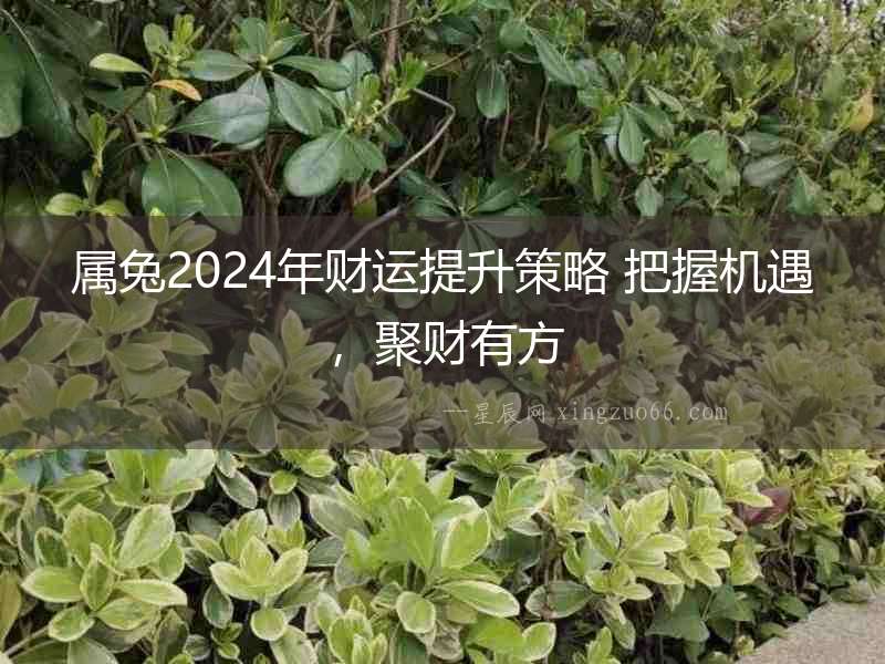 屬兔2024年財(cái)運(yùn)提升策略 把握機(jī)遇，聚財(cái)有方