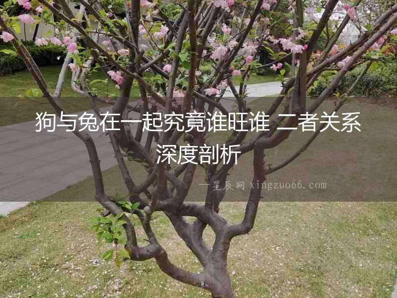 狗與兔在一起究竟誰旺誰 二者關系深度剖析