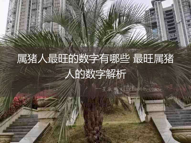 屬豬人最旺的數字有哪些 最旺屬豬人的數字解析