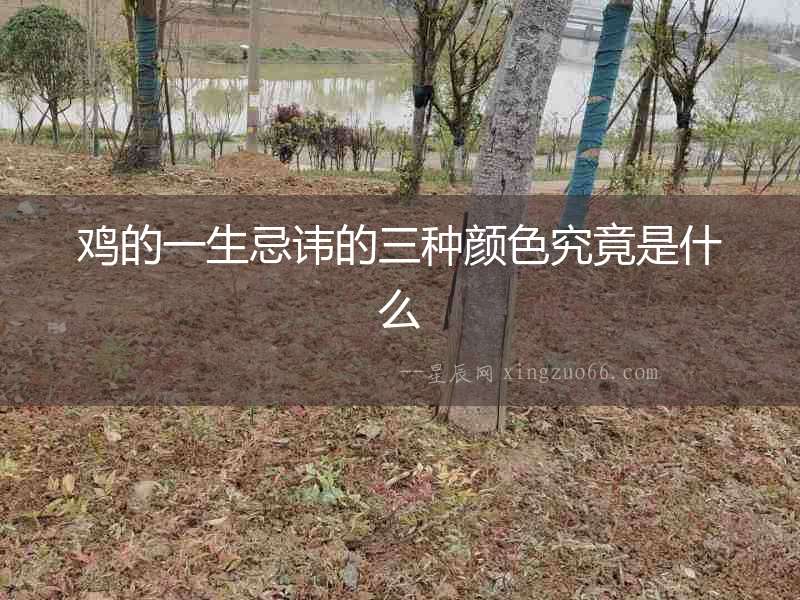 雞的一生忌諱的三種顏色究竟是什么