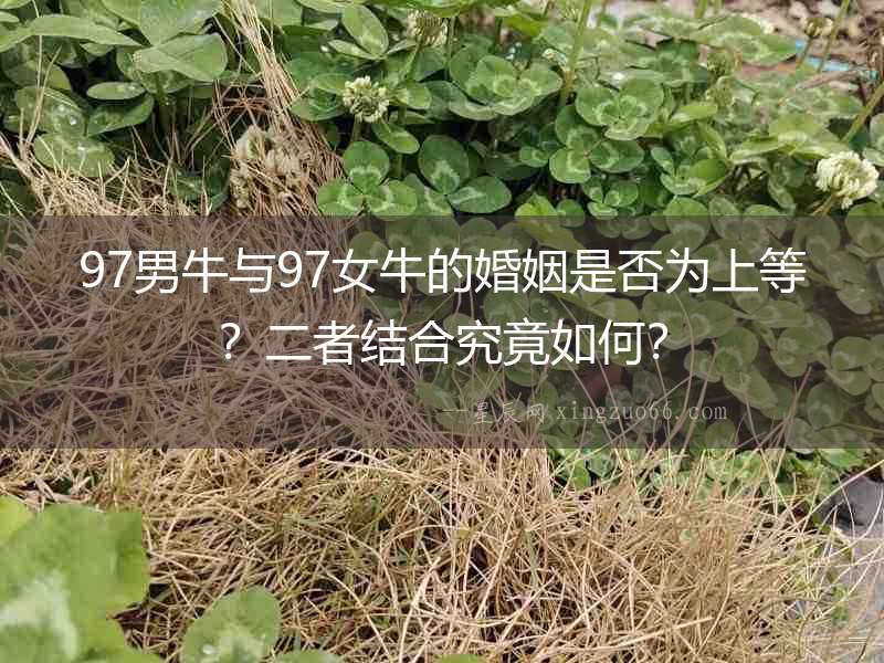 97男牛與97女牛的婚姻是否為上等？二者結合究竟如何？