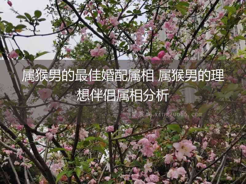 屬猴男的最佳婚配屬相 屬猴男的理想伴侶屬相分析