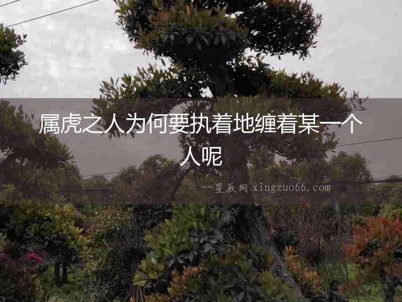 屬虎之人為何要執著地纏著某一個人呢
