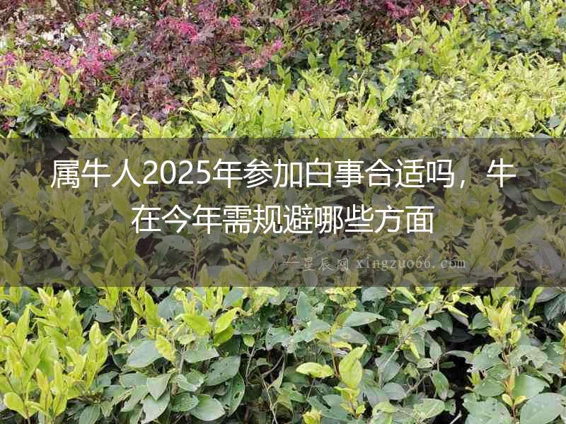 屬牛人2025年參加白事合適嗎，牛在今年需規(guī)避哪些方面