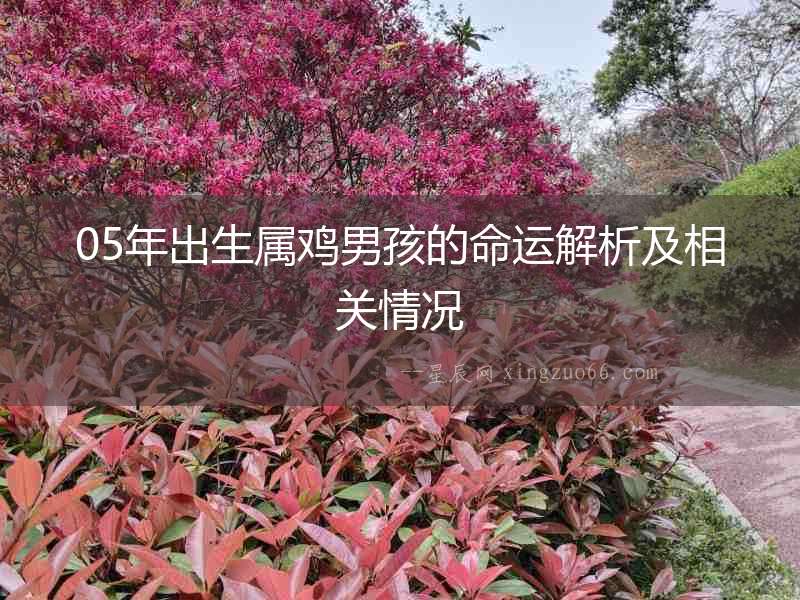 05年出生屬雞男孩的命運(yùn)解析及相關(guān)情況
