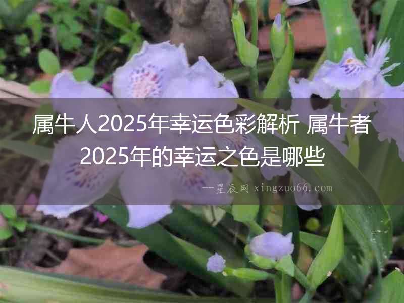 屬牛人2025年幸運色彩解析 屬牛者2025年的幸運之色是哪些