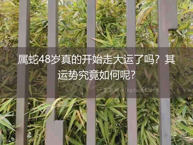 屬蛇48歲真的開始走大運了嗎？其運勢究竟如何呢？