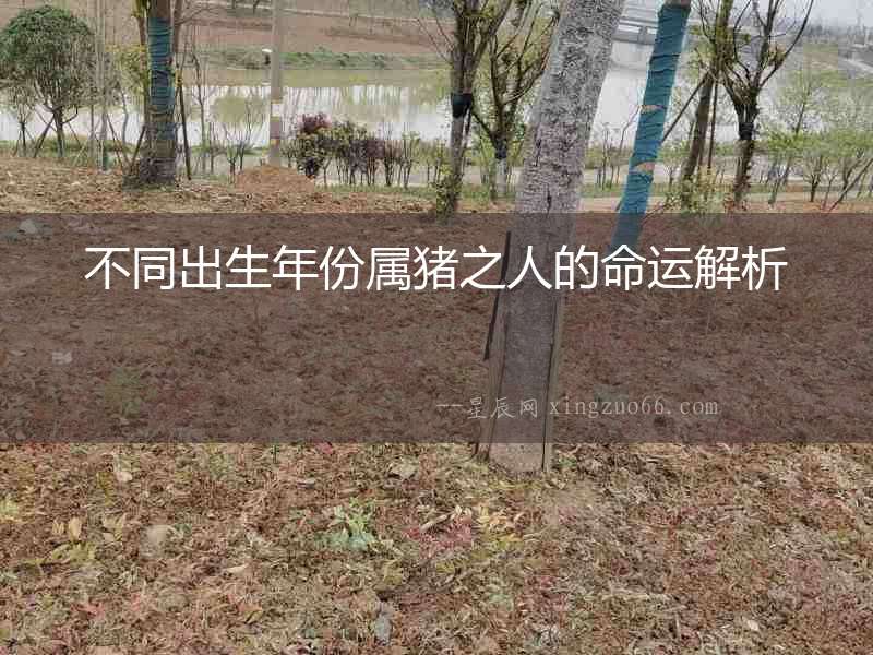 不同出生年份屬豬之人的命運解析